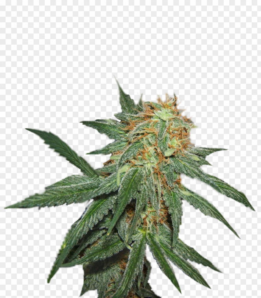 Seed Marijuana Cultivar Blossom Crop Yield PNG