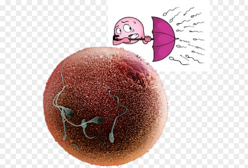 Sperm Egg Cell Fertilisation PNG cell Fertilisation, kate mara clipart PNG