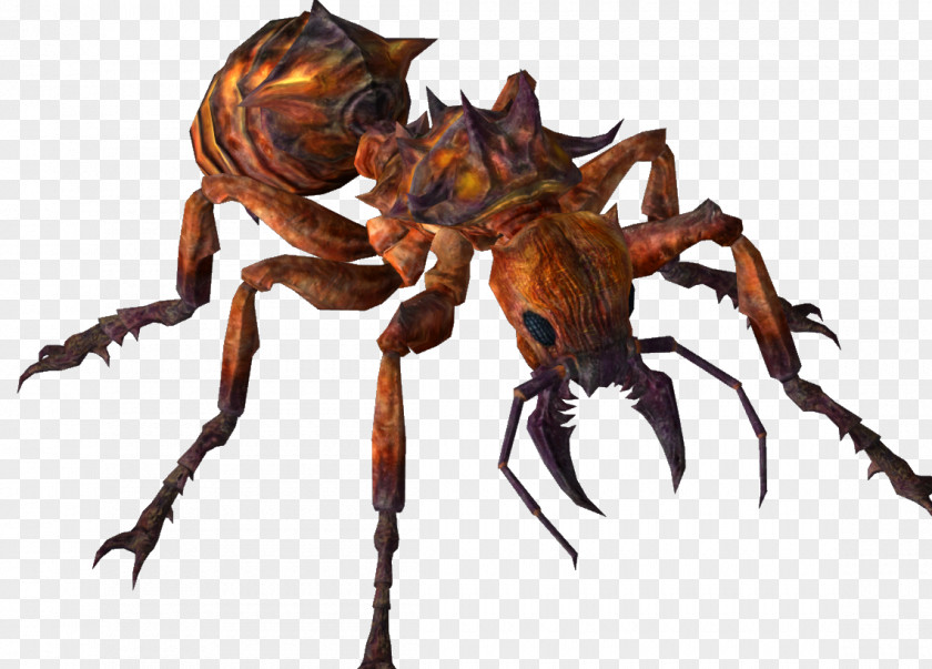 Spider Anansi Boys Ant Nyame PNG