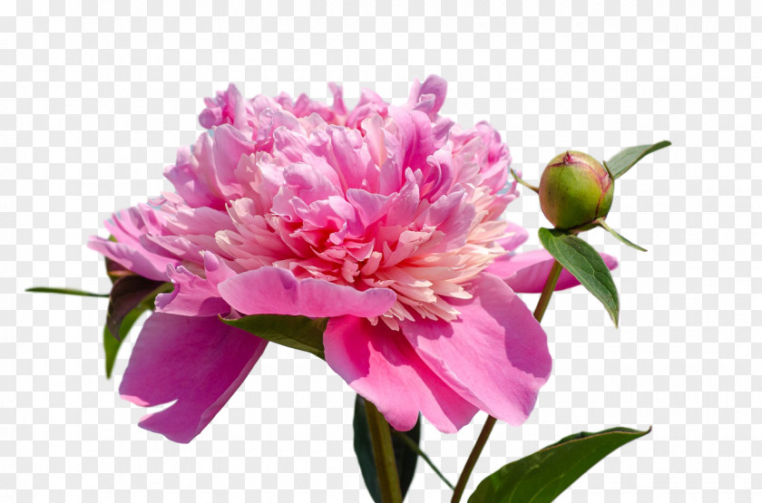 The Chemical Brothers Got To Keep On Peony PNG