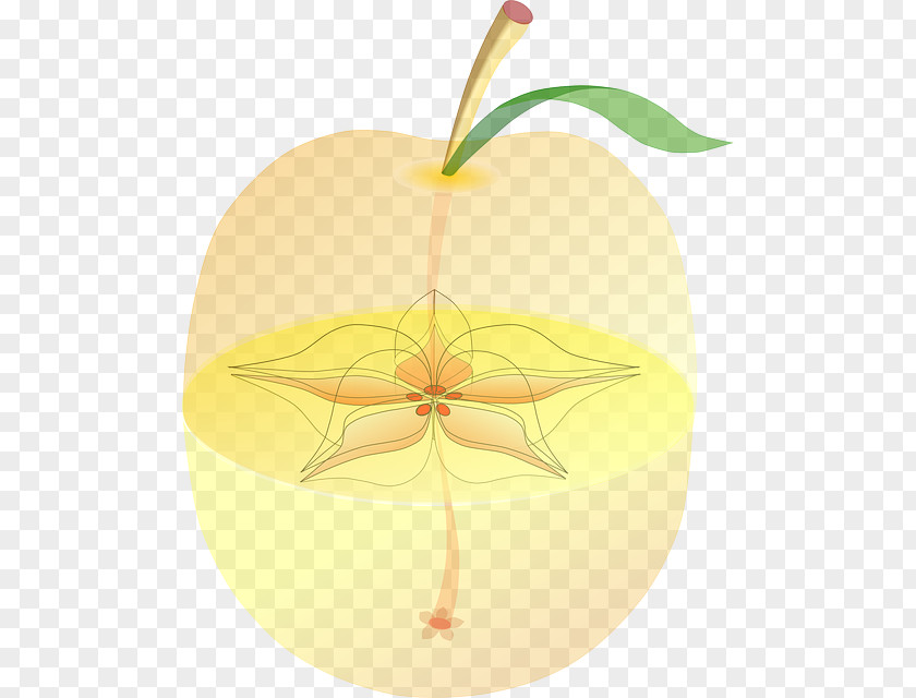 Apple Paradise Fruit Anatomy Seed PNG