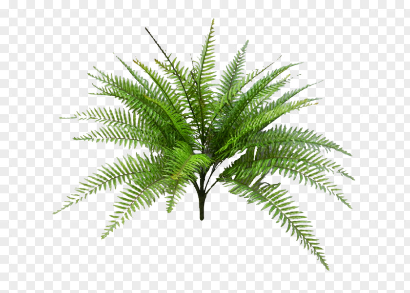 Fern Babassu Palm Trees Oil Palms Plants Artificial Flower PNG