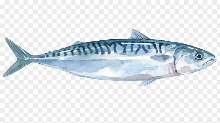 Fish Thunnus Mackerel Sardine Products Salmon PNG