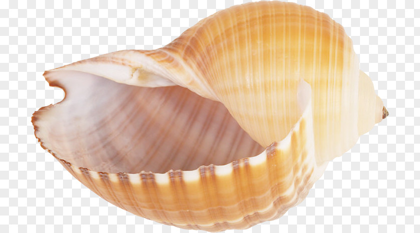 Pretty Conch Seashell Snail Clip Art PNG