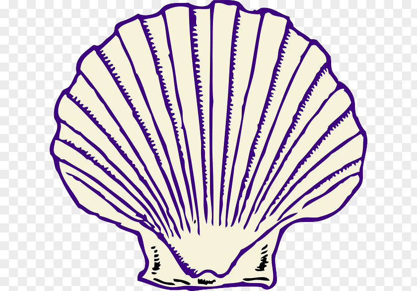 Seashell Clam Clip Art PNG