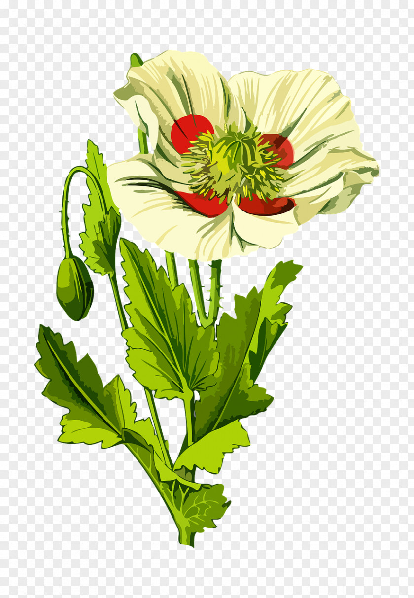 Botanical Flowers Opium Poppy Common Plant Seed PNG