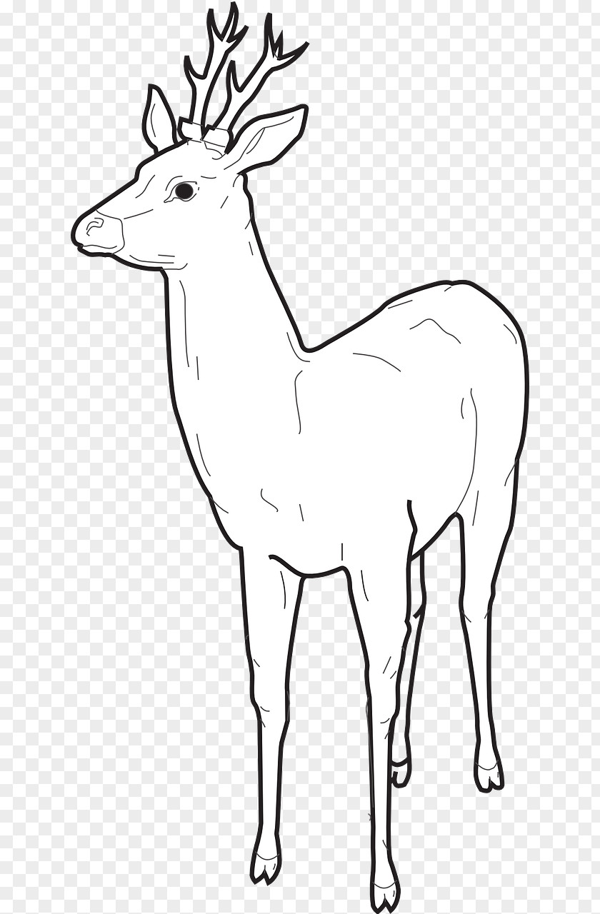 Deer Elk Reindeer Coloring Book Drawing PNG