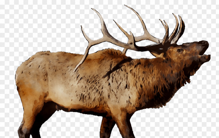 Elk Reindeer Cattle Mammal Fauna PNG