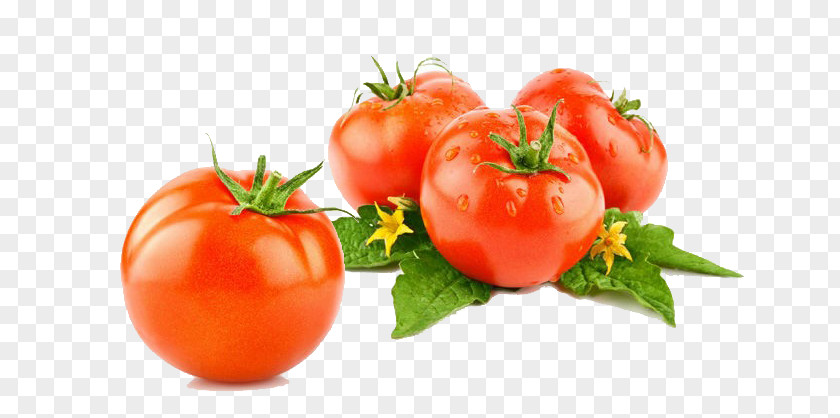 Four Tomato Cherry Pizza Vegetable Cucumber Seed PNG