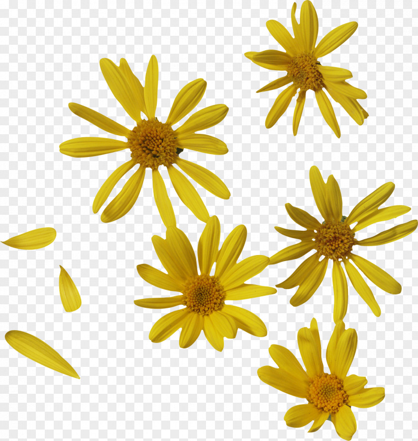 Oxeye Daisy Petal Flower Clip Art PNG