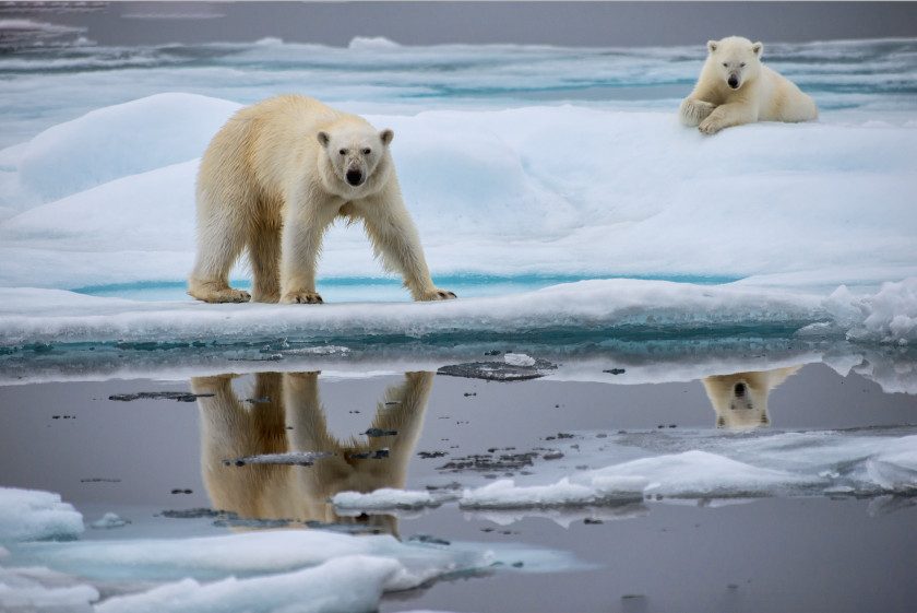 Polar Bear Arctic Ocean North Pole Global Warming Animal PNG