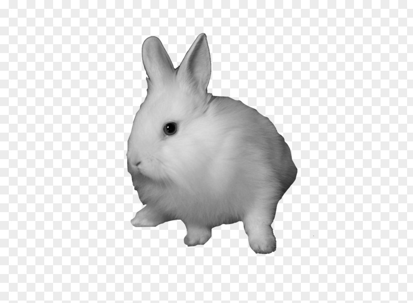 Rabbit Domestic Snowshoe Hare Clip Art PNG