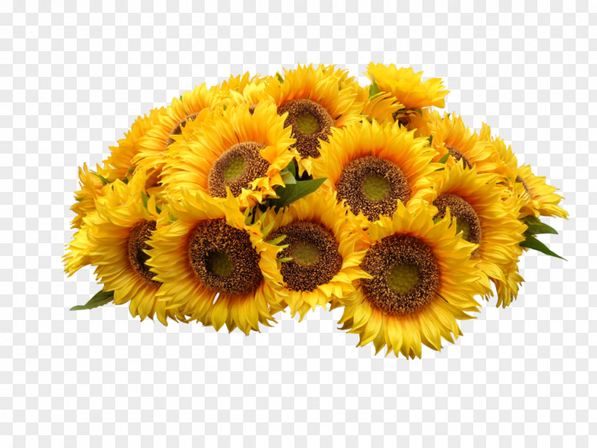 Sunflower Heap Common Clip Art PNG