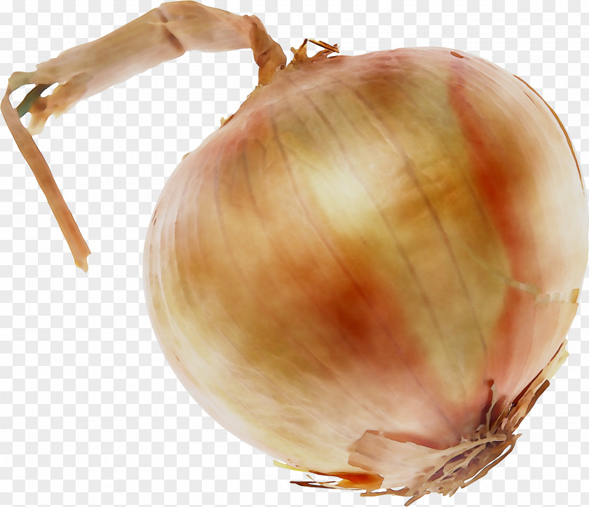 Yellow Onion Shallots Red PNG