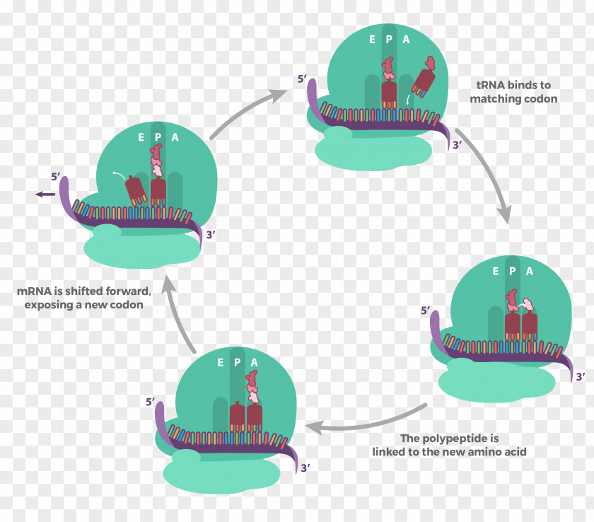 Arteriosclerosis Translation Transcription Diagram Protein Biosynthesis DNA PNG