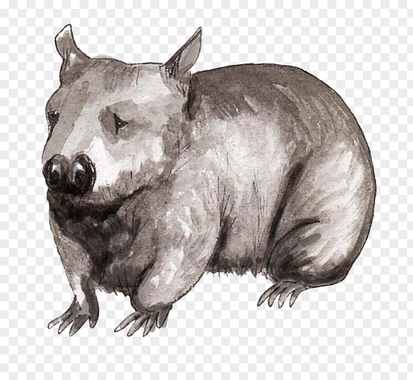 Endangered Species Wombat Wildlife Terrestrial Animal Snout PNG