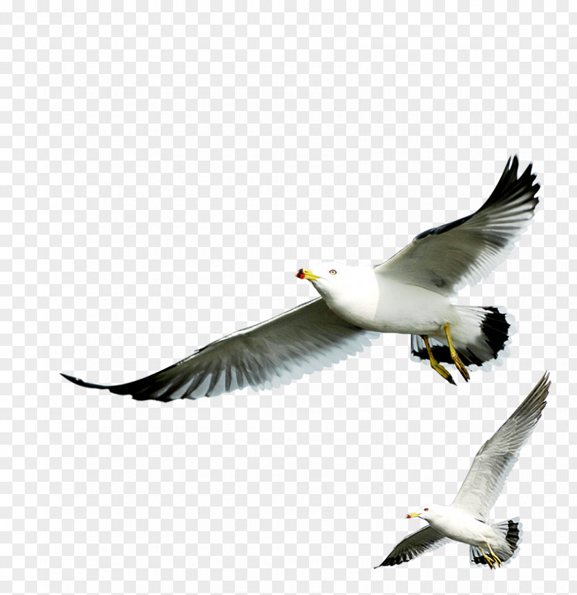 European Herring Gull Gulls PNG