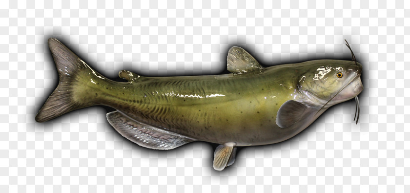 Fish Sardine Products Oily Coho Salmon Cod PNG