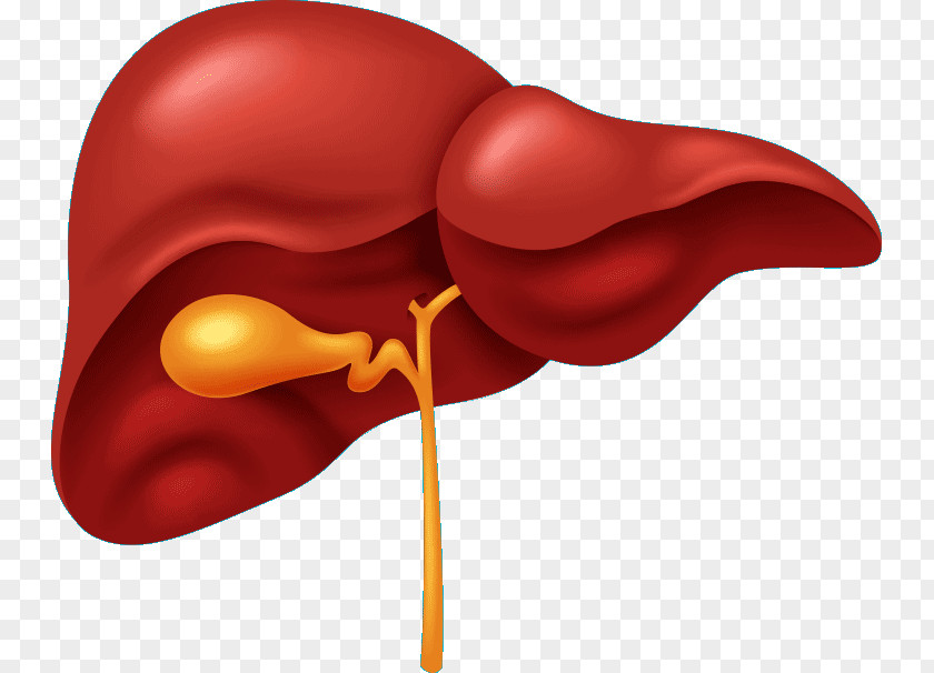Liver Human Body Organ Gallbladder Digestive System PNG body digestive system, human clipart PNG