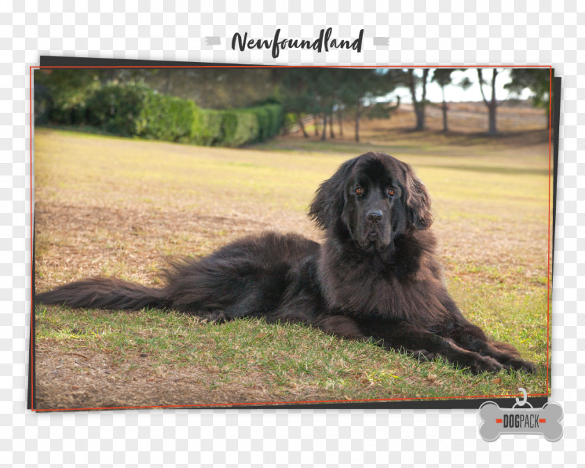 Puppy Newfoundland Dog Giant Breed Leonberger Cão Da Serra De Aires PNG