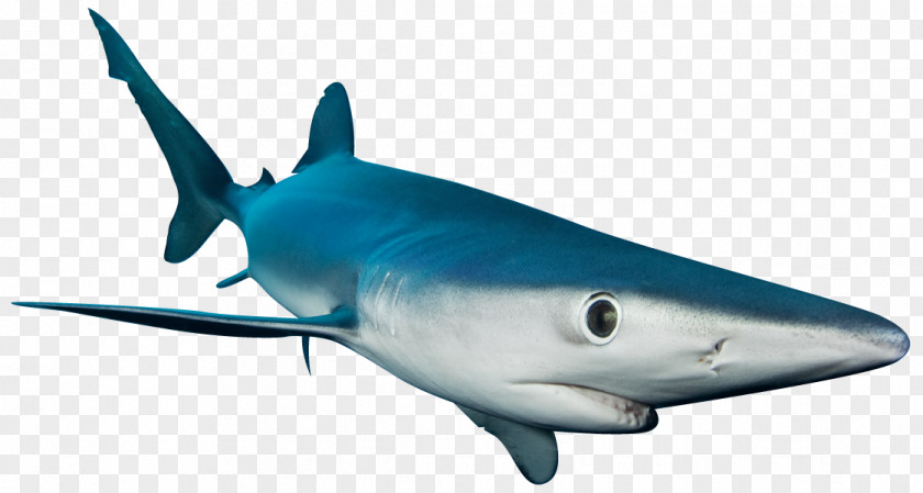 Sharks Requiem Shark Lamniformes Squaliformes Offshore Adventures Great White PNG