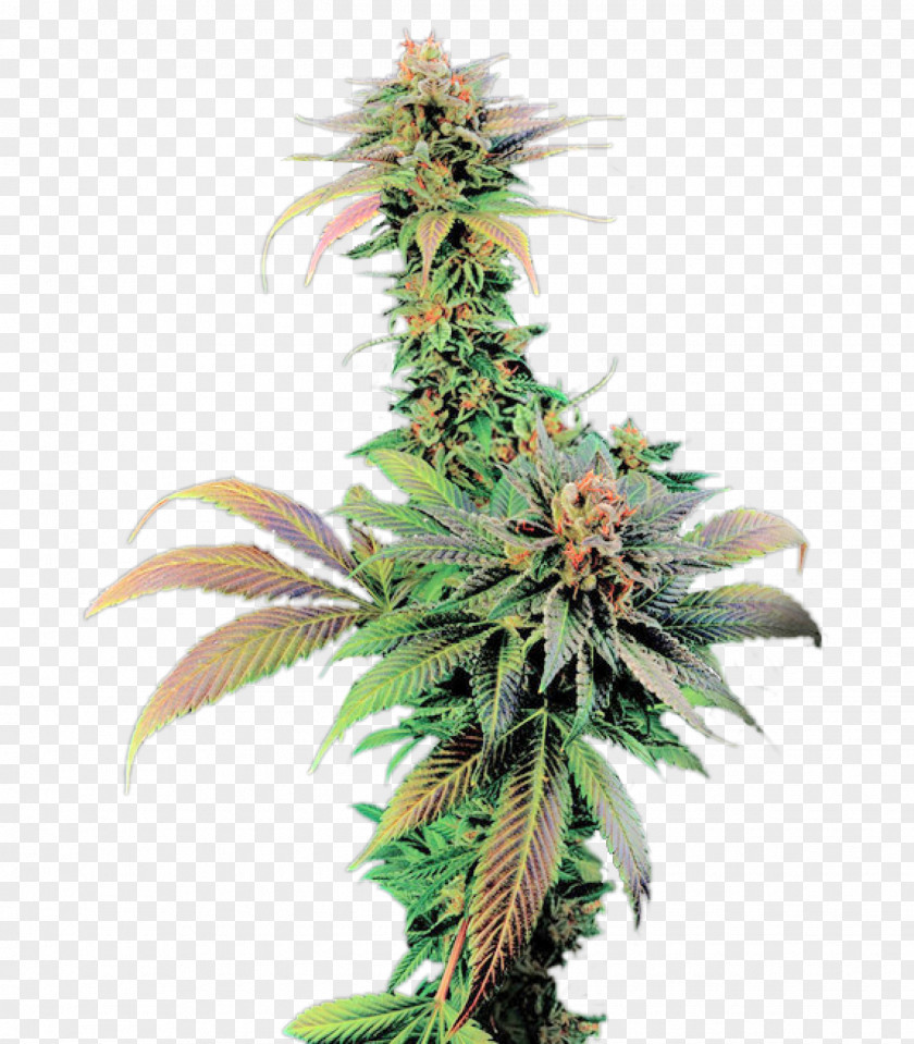 Weeds Feminized Cannabis Cup White Widow Skunk Seed PNG
