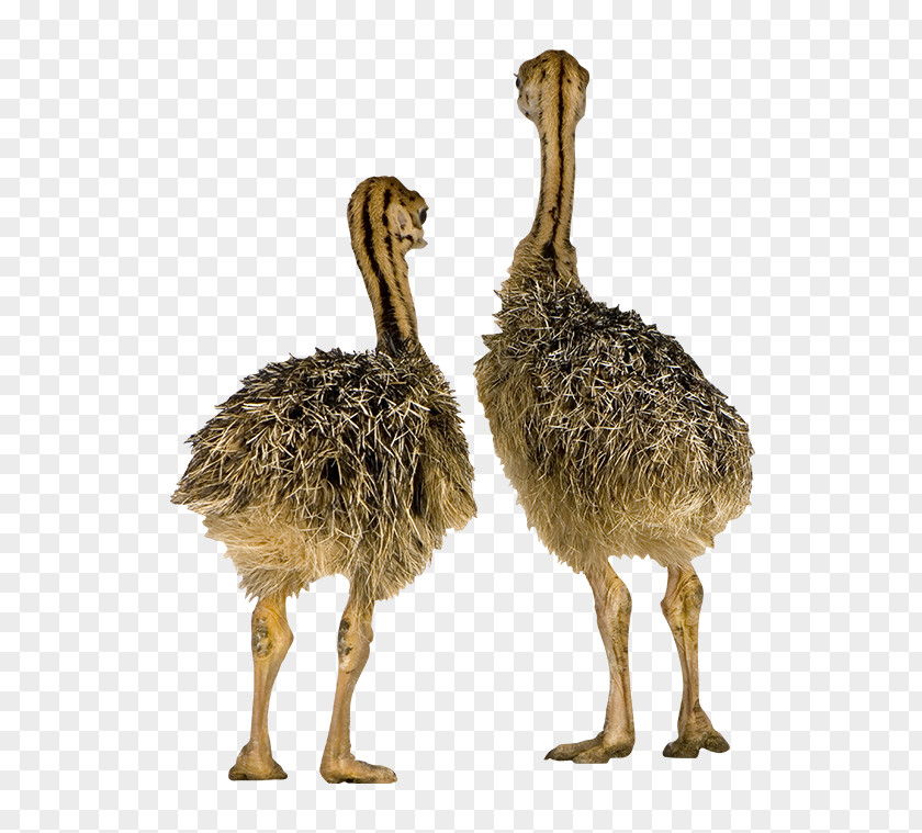 Bird Common Ostrich Incubator Chicken Emu PNG