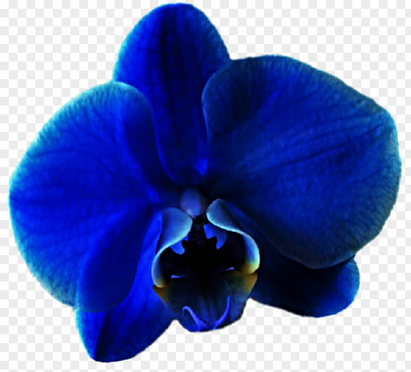 Blue Flowers Moth Orchids Violet Flower PNG