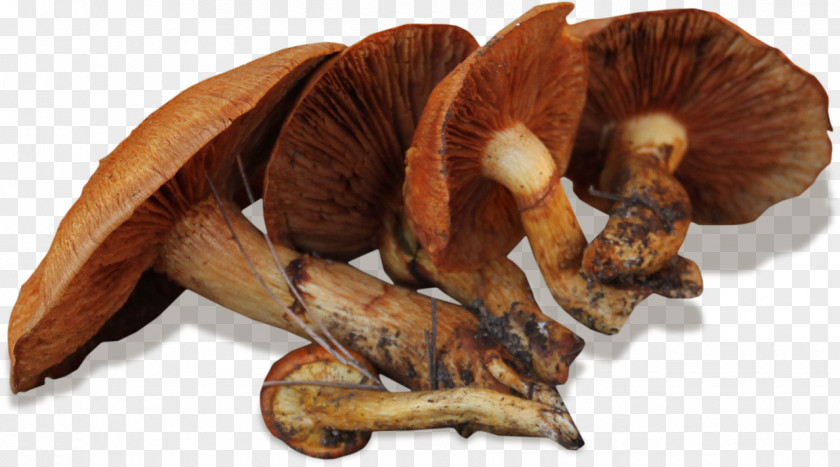 Edible Mushroom PNG