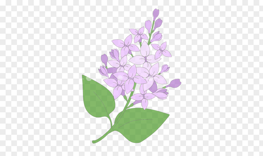 Lavender Plant PNG