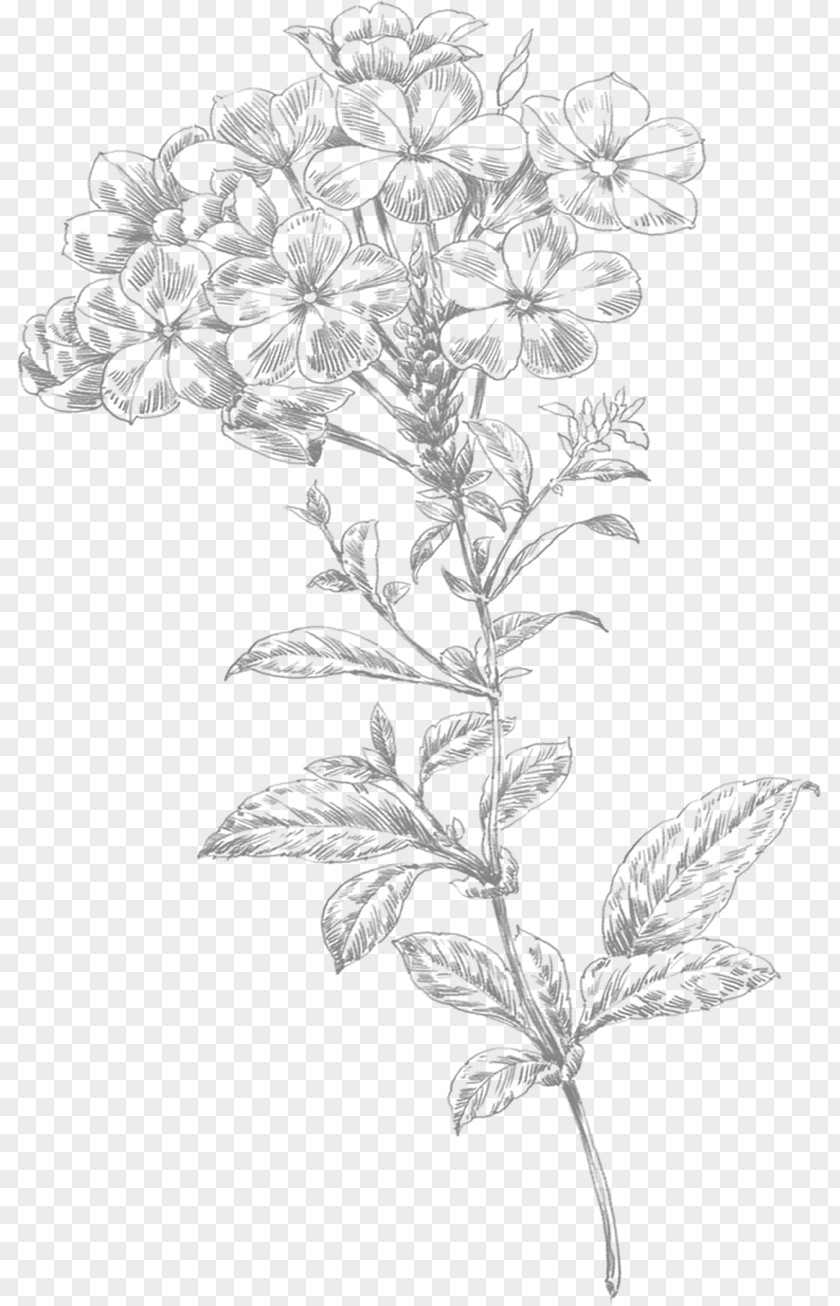 Line Drawing Small Flowers Art Flower PNG