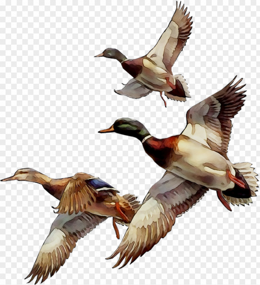 Mallard Bird Duck Goose GIF PNG