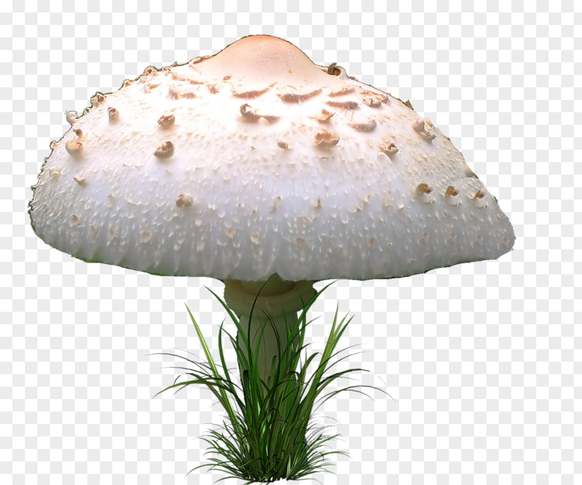 Mushroom Fungus Agaricaceae PNG