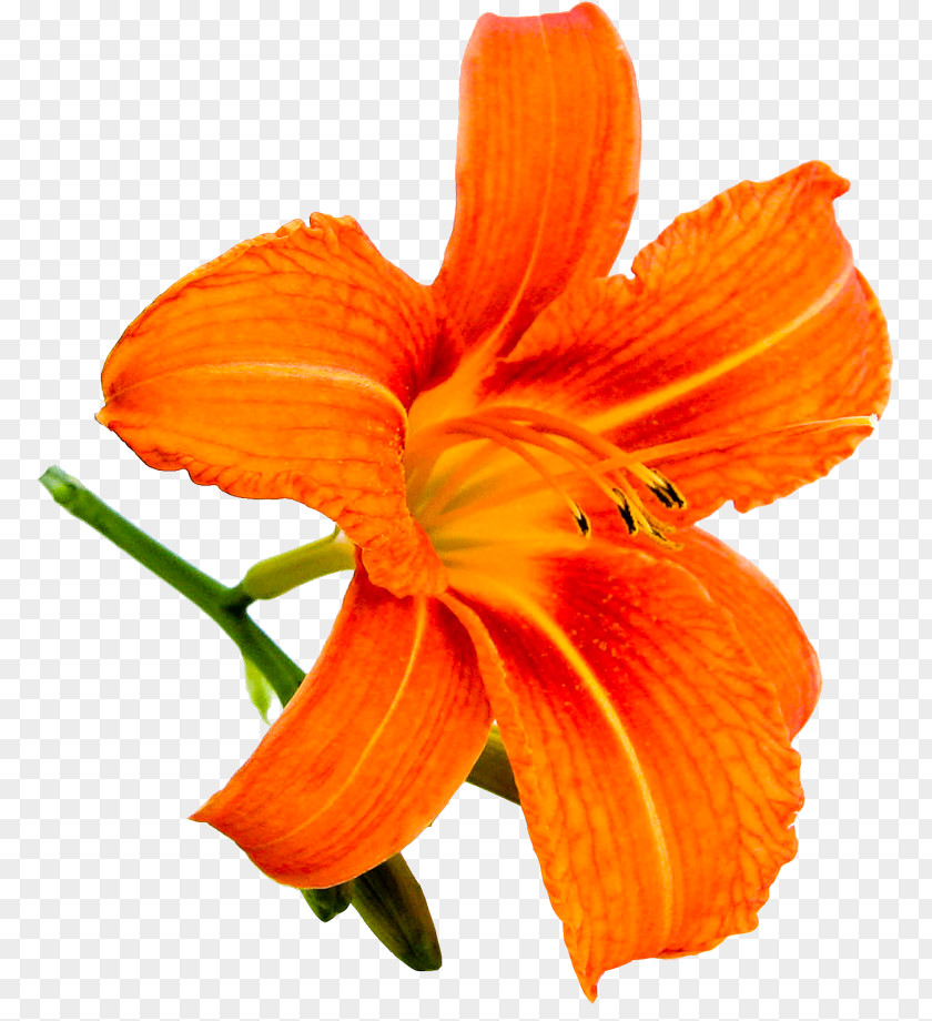 Orange Lily Yellow Daylily PNG