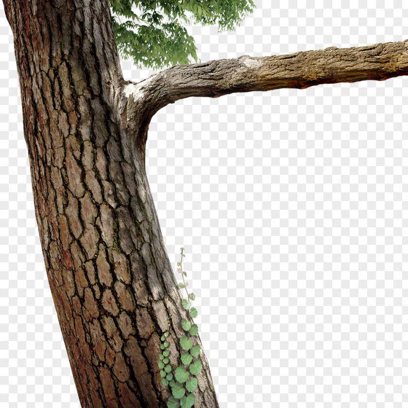 Trees Tree Branch Twig PNG