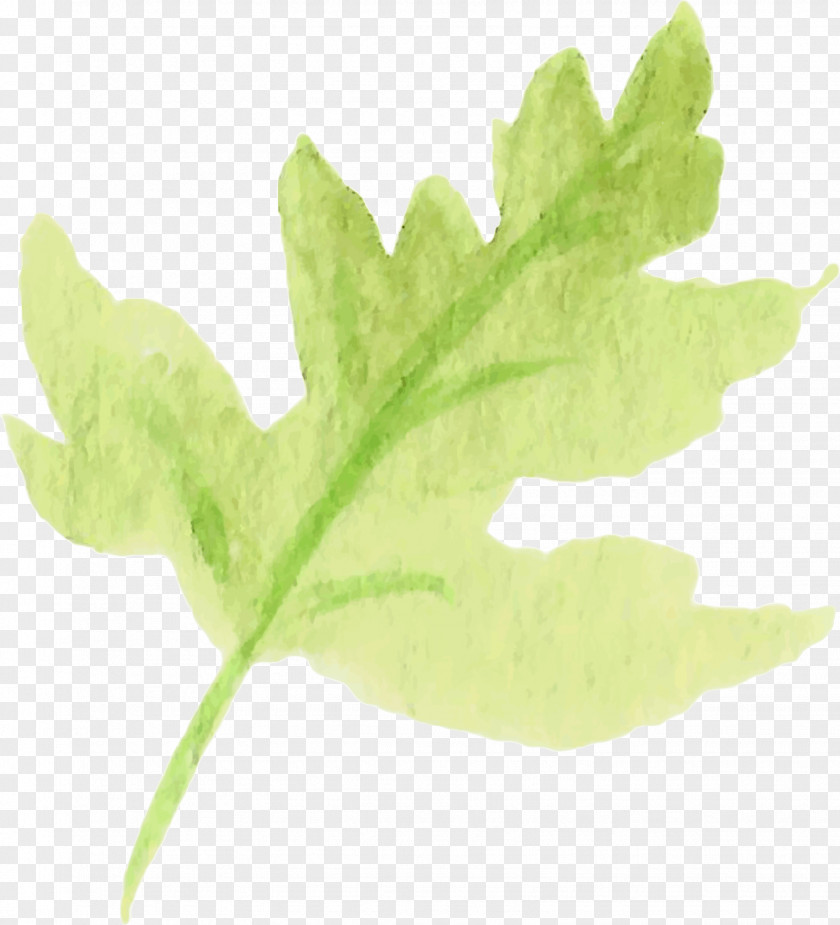 Water Color Leaf Vegetable Plant Stem Tree PNG