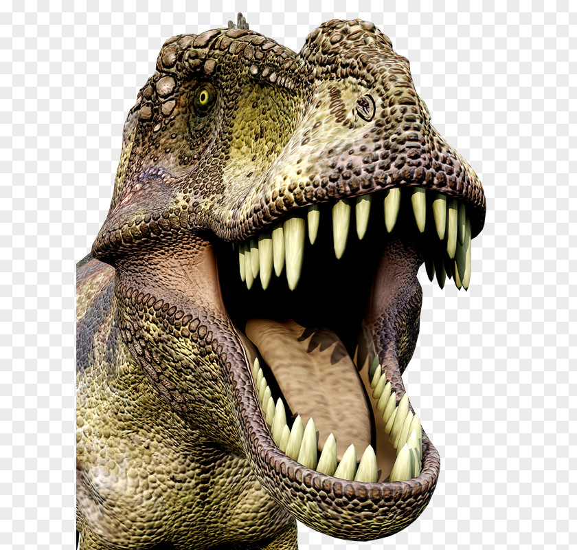 Dinosaur Tyrannosaurus Jurassic PNG