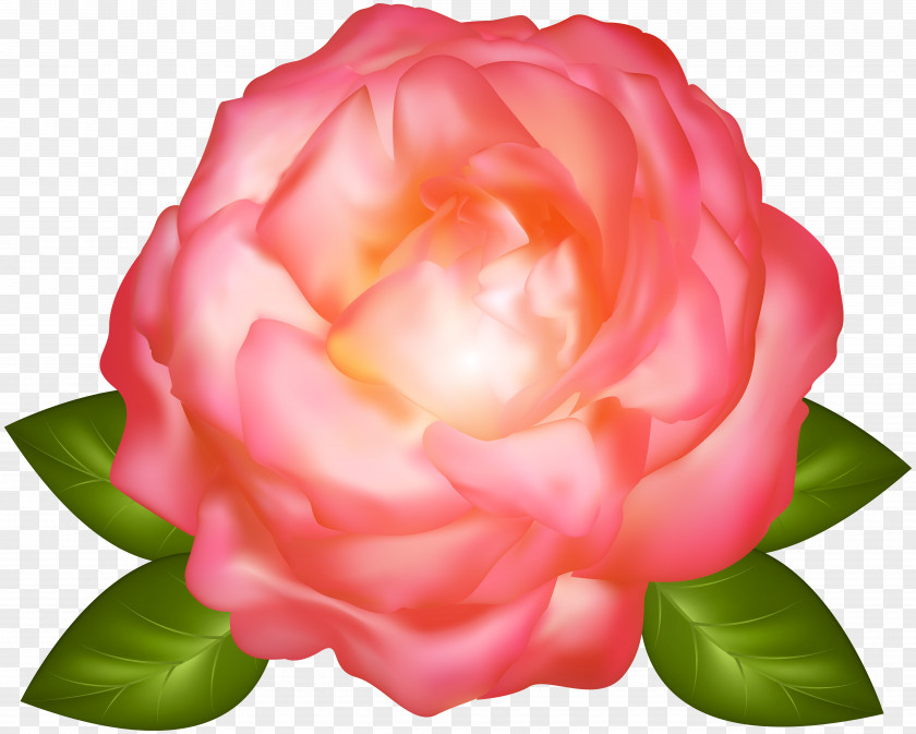 Pink Rose Petal Garden Roses Cabbage Floribunda PNG