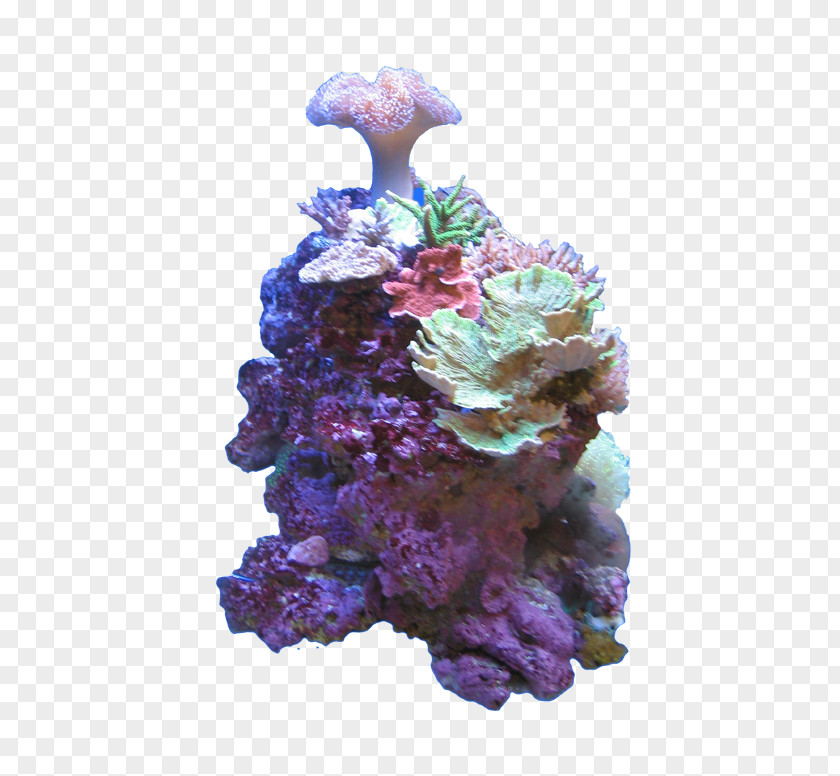Sea Coral Reef Color Deep-water PNG