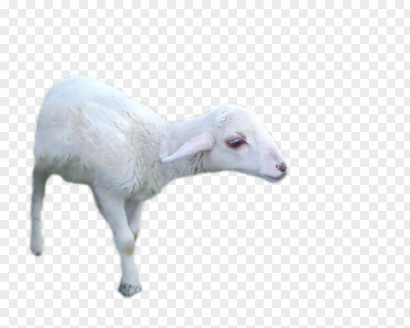 Sheep Goat Cattle DeviantArt PNG