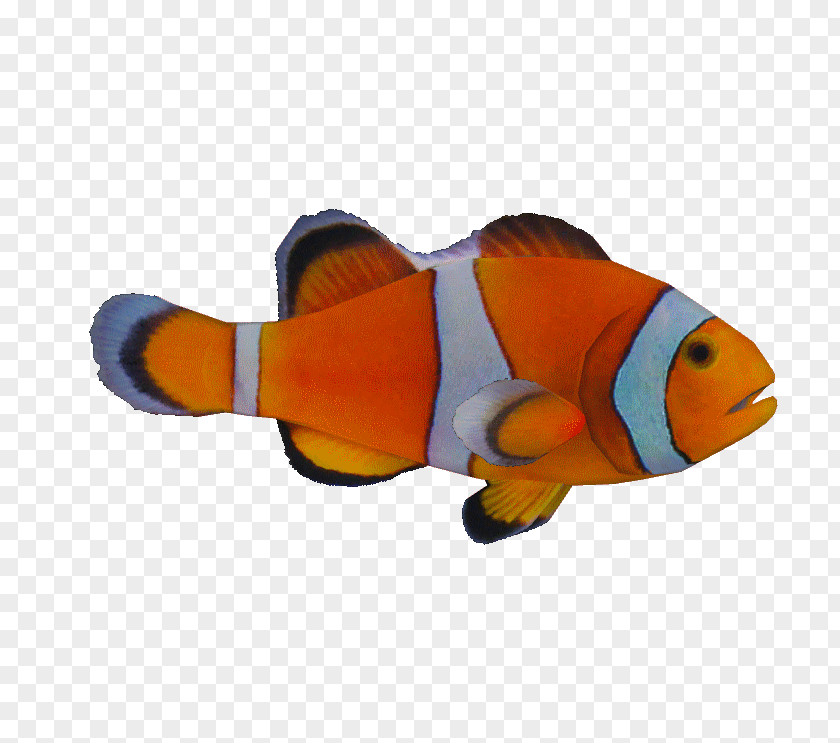 Watercolor Birds Bony Fishes Ocellaris Clownfish Orange PNG