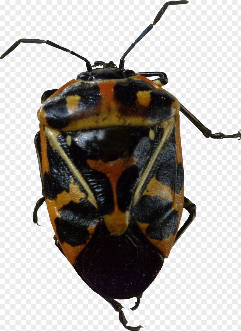 Beetle Harlequin Cabbage Bug Photography PNG
