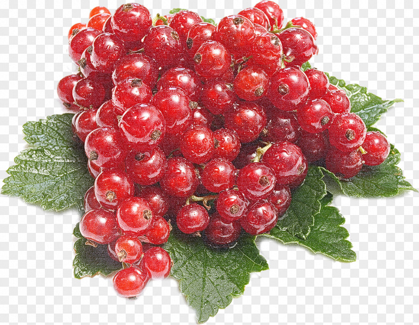 Berry Plant Fruit Seedless Currant PNG