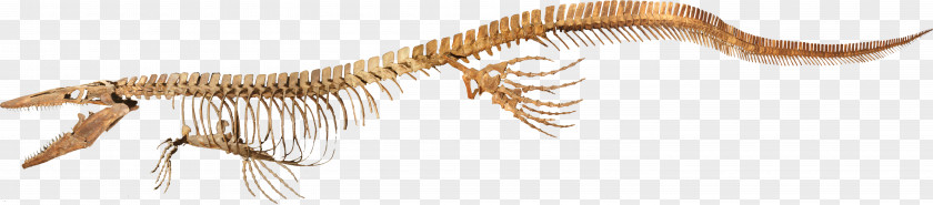 Dinosaur Tylosaurus Late Cretaceous Kronosaurus Mosasaurs Woolungasaurus Glendowerensis PNG