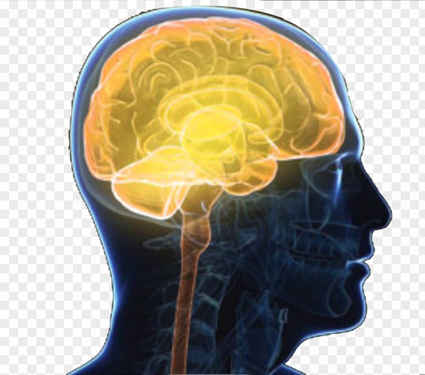 Human Brain System Schematic Side Central Nervous Outline Of The Nerve PNG