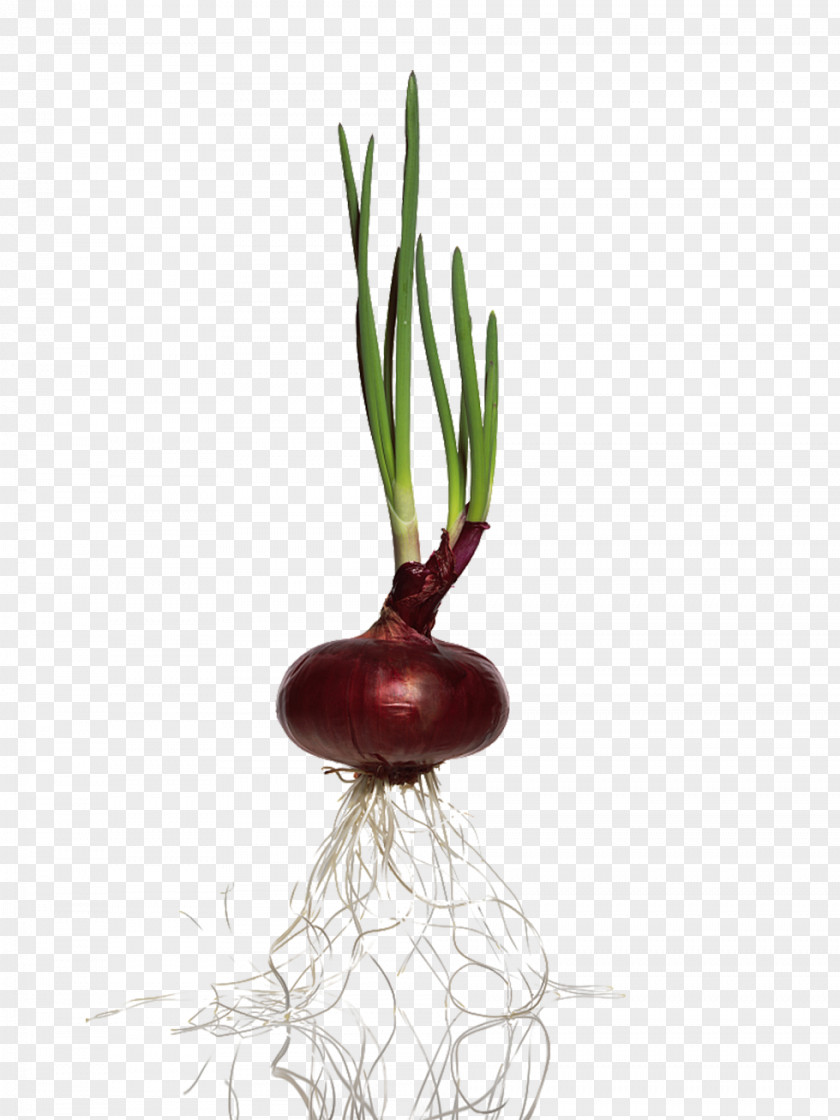 Onion And Plant Red Vegetable PNG
