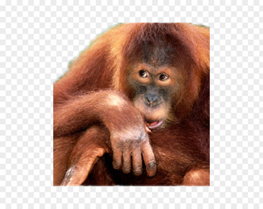 Orangutan Primate Monkey World Chimpanzee PNG
