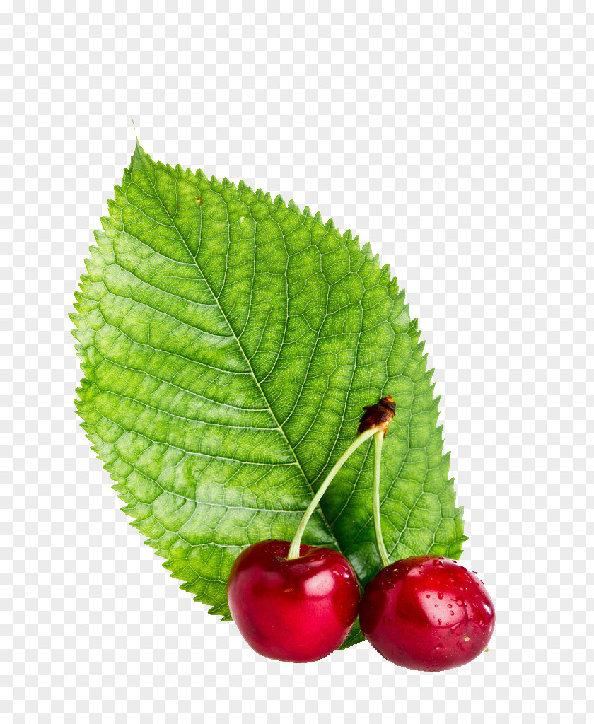 Cherry Poster Food Milk PNG