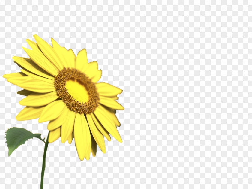 Decorative Yellow Sunflower Free Floating Pull Material Common PNG