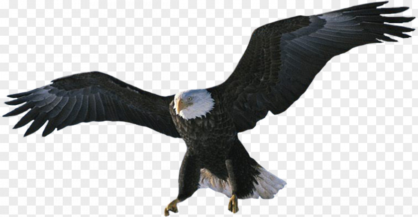 Eagle Bald Bird Desktop Wallpaper Hawk PNG